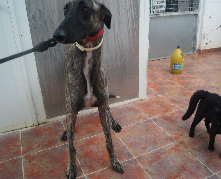 LATINO CON GATOS (3)