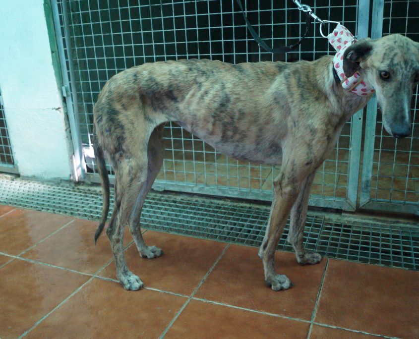 P180813_03 APPLE H2 (1)