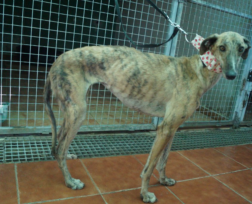 P180813_03 APPLE H2 (2)