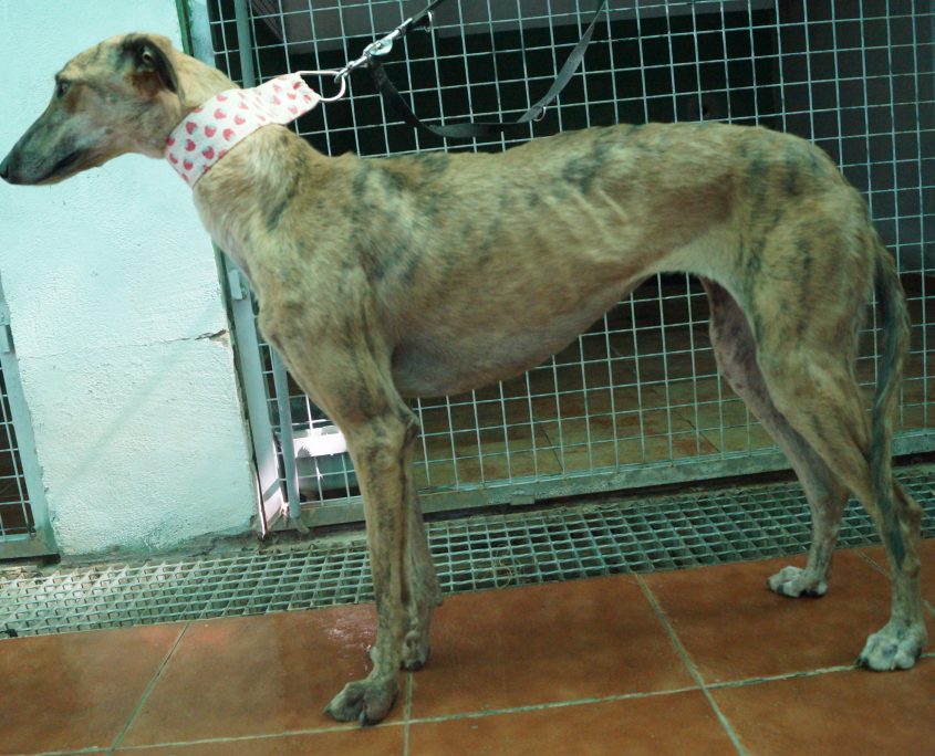 P180813_03 APPLE H2 (3)