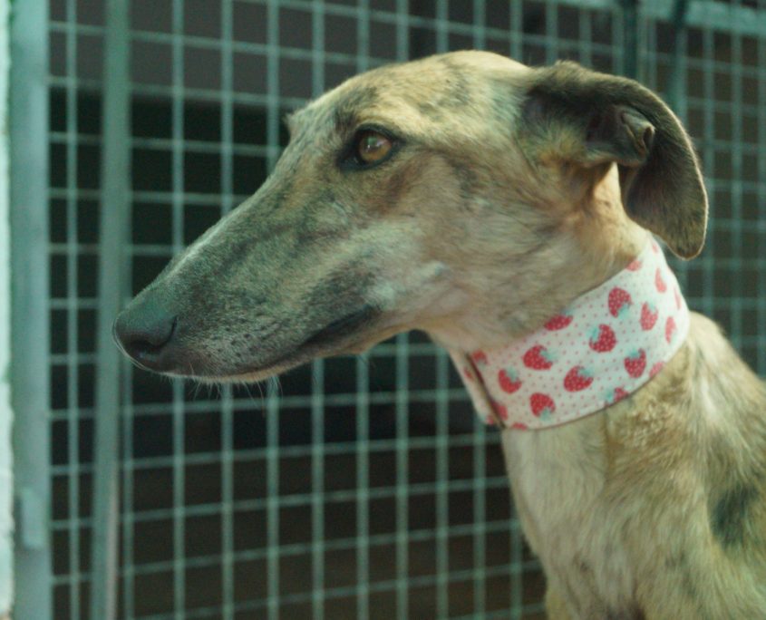 P180813_03 APPLE H2 (4)