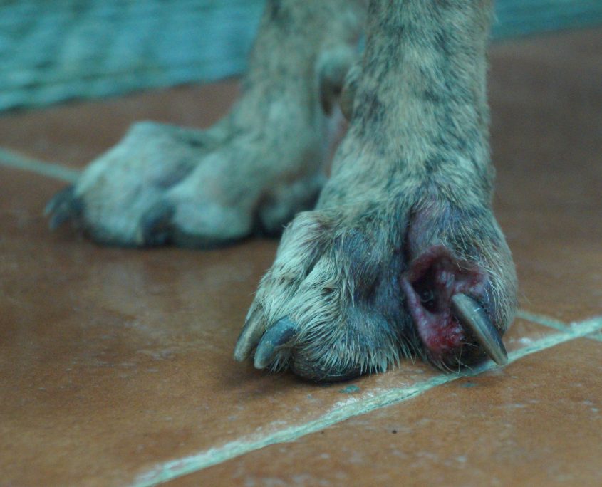 P180813_03 APPLE H2 (5)