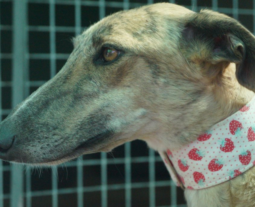 P180813_03 APPLE H2 (6)