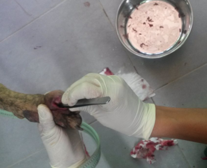 P180813_03 APPLE H2 (7)