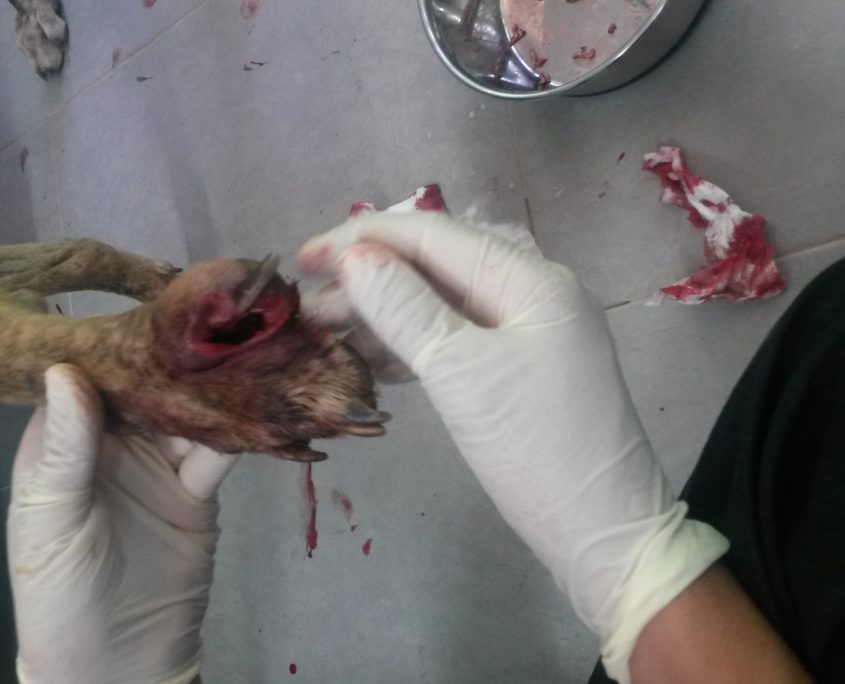 P180813_03 APPLE H2 (8)