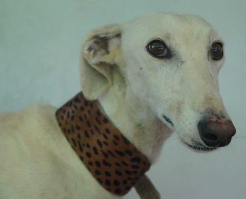 P180830_01 CALIPO M3 (1)