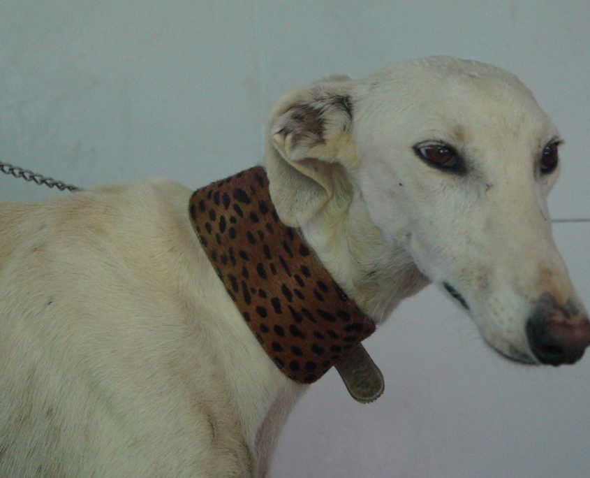 P180830_01 CALIPO M3 (10)