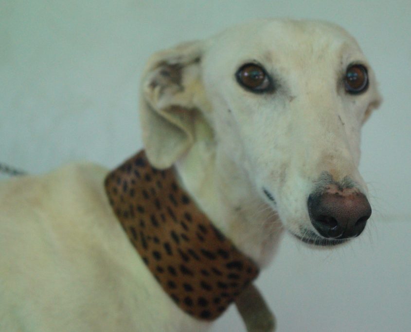 P180830_01 CALIPO M3 (2)