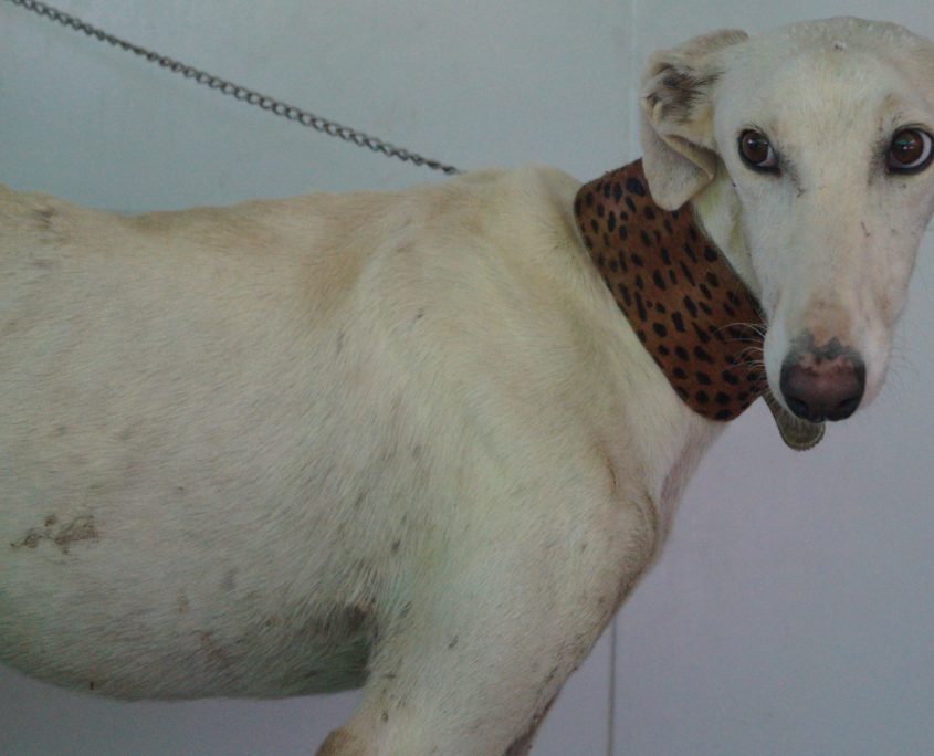 P180830_01 CALIPO M3 (3)