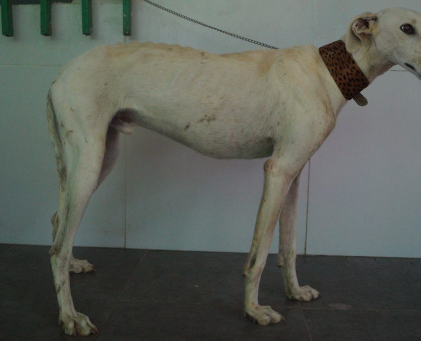 P180830_01 CALIPO M3 (4)