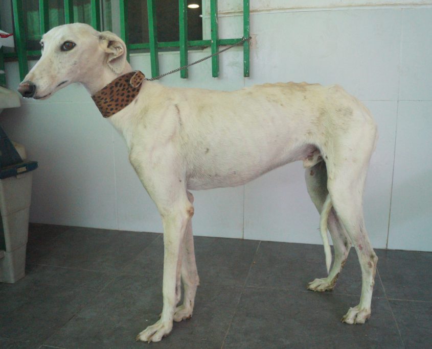 P180830_01 CALIPO M3 (5)