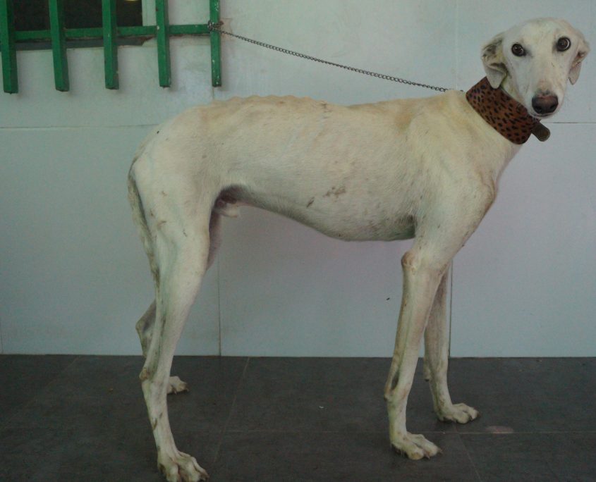 P180830_01 CALIPO M3 (7)