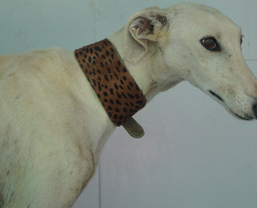 P180830_01 CALIPO M3 (8)