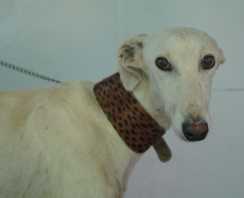 P180830_01 CALIPO M3 (9)