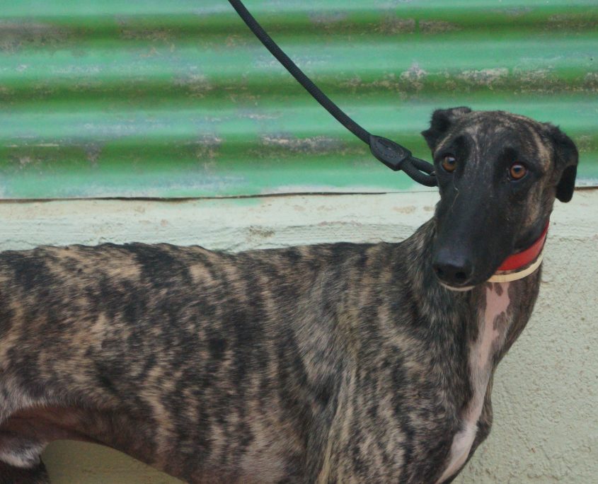 P180910_01 LATINO M1,5 941000022236216 ( CEDIDO) (1)