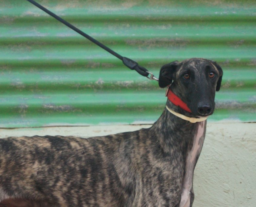 P180910_01 LATINO M1,5 941000022236216 ( CEDIDO) (5)