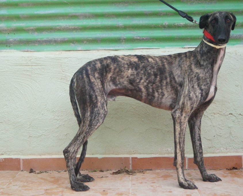 P180910_01 LATINO M1,5 941000022236216 ( CEDIDO) (6)