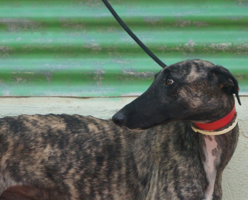 P180910_01 LATINO M1,5 941000022236216 ( CEDIDO) (8)