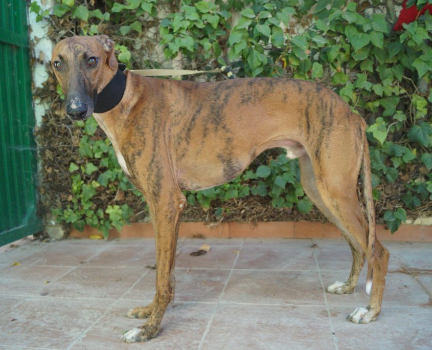 P180928_02 TURBO M1 94100002257399916 ( CEDIDO) (1)