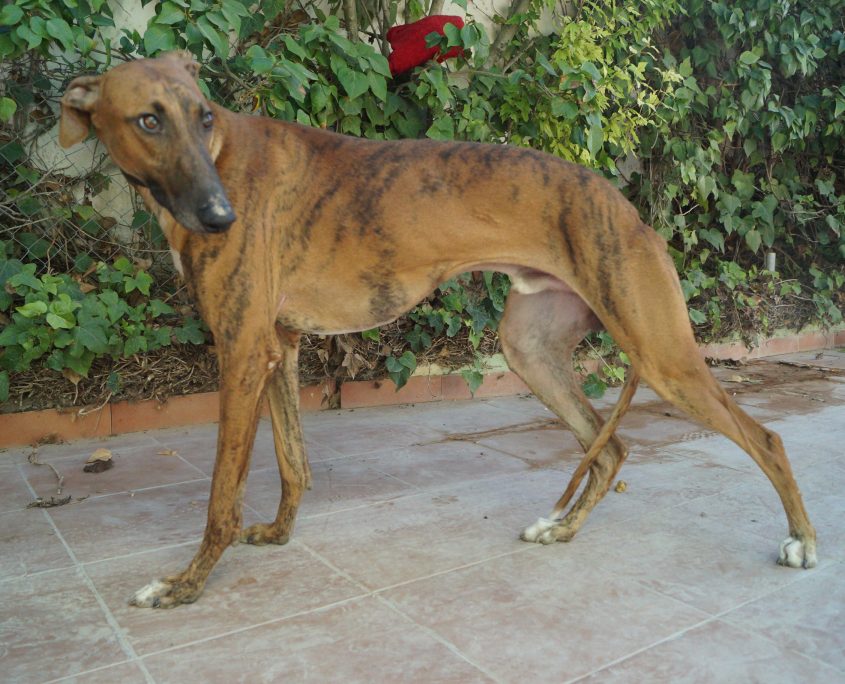 P180928_02 TURBO M1 94100002257399916 ( CEDIDO) (2)