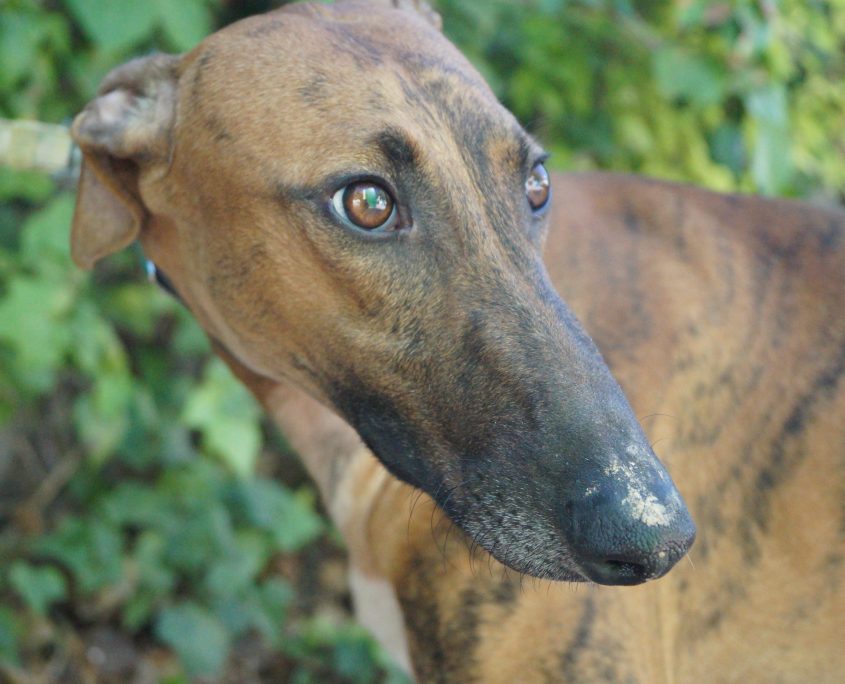 P180928_02 TURBO M1 94100002257399916 ( CEDIDO) (3)