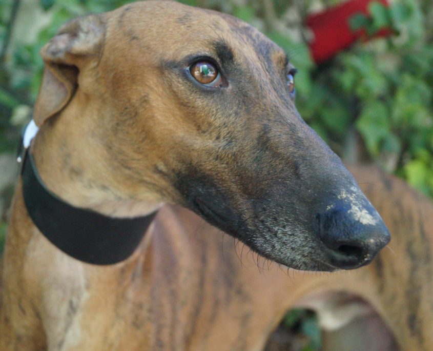 P180928_02 TURBO M1 94100002257399916 ( CEDIDO) (4)