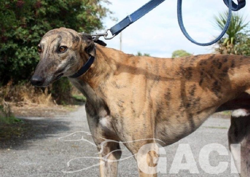 PILOT - 23-02-2014- M - 1 (1)