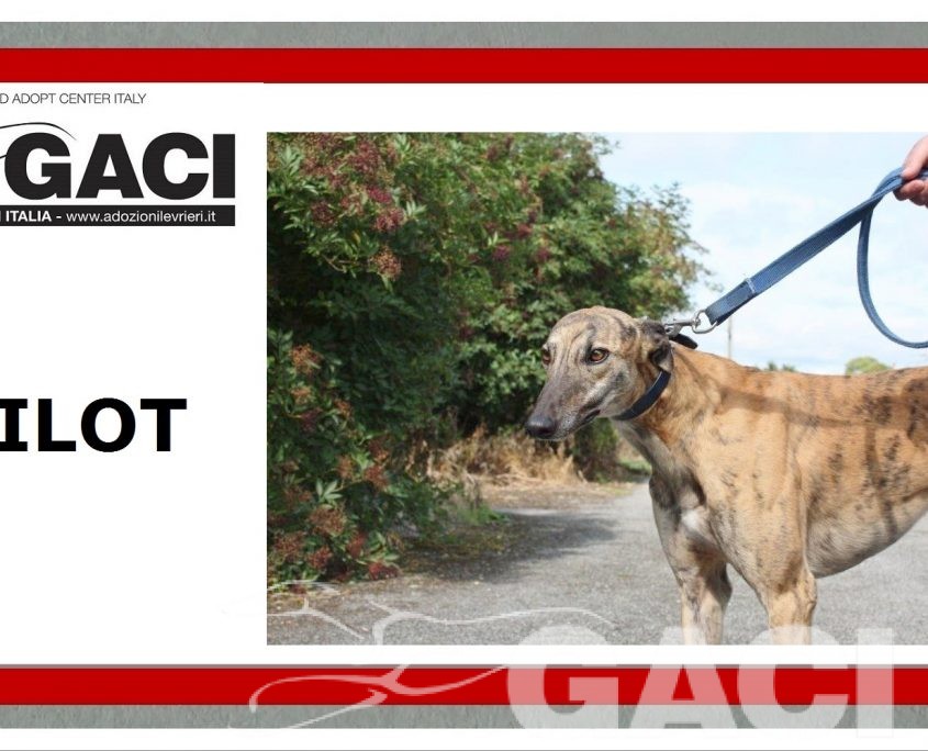 PILOT - 23-02-2014- M -1 (9)