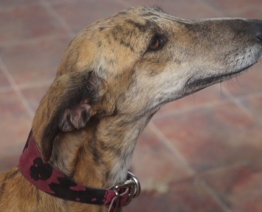 apple nuevas fotos (2)