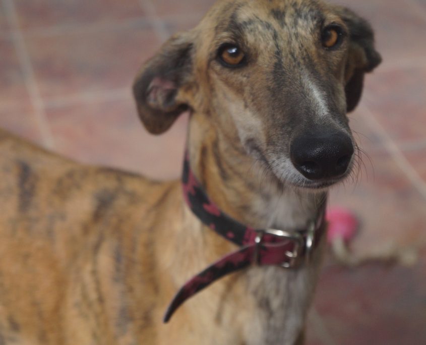 apple nuevas fotos (3)