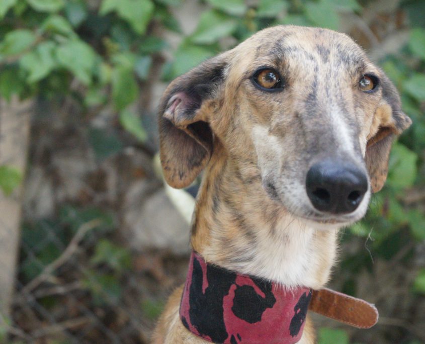 apple nuevas fotos (8)