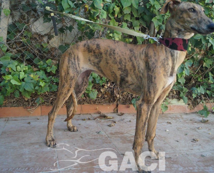 P181004_03 REINA H1 941000022942179 ( CEDIDA) (1)