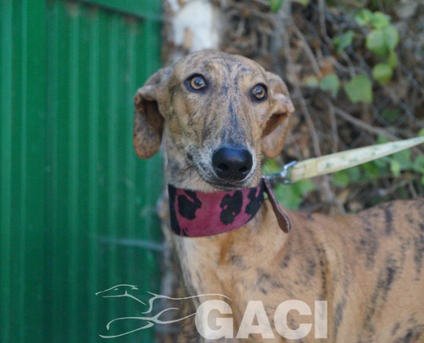 P181004_03 REINA H1 941000022942179 ( CEDIDA) (2)