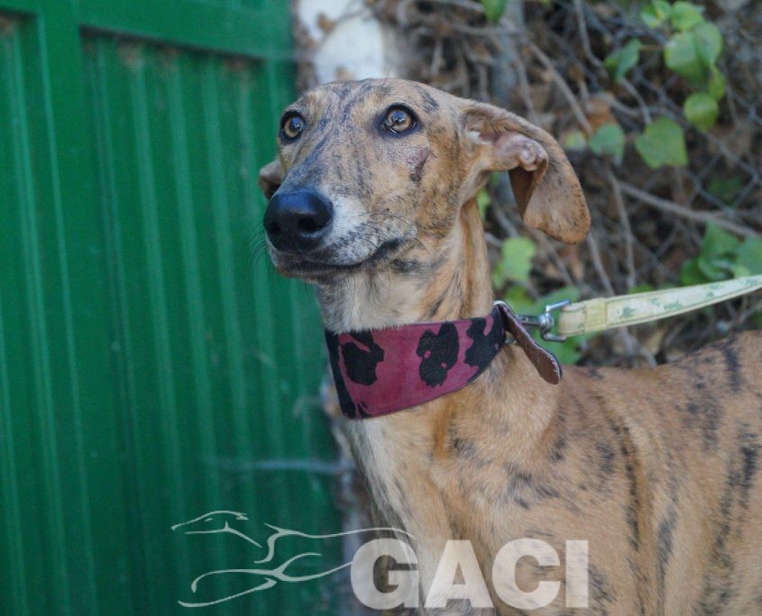 P181004_03 REINA H1 941000022942179 ( CEDIDA) (3)