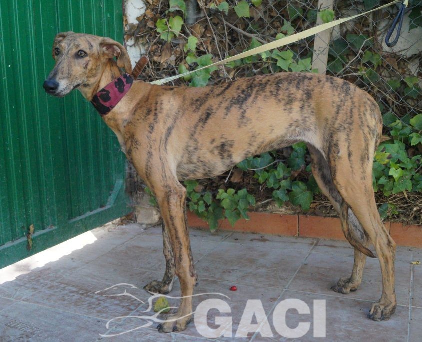 P181004_03 REINA H1 941000022942179 ( CEDIDA) (5)