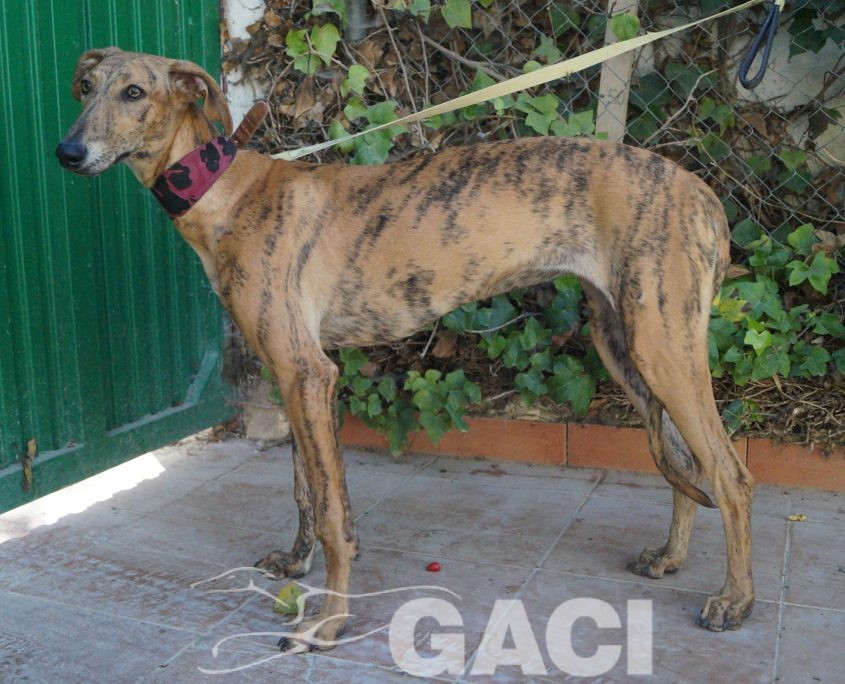 P181004_03 REINA H1 941000022942179 ( CEDIDA) (6)