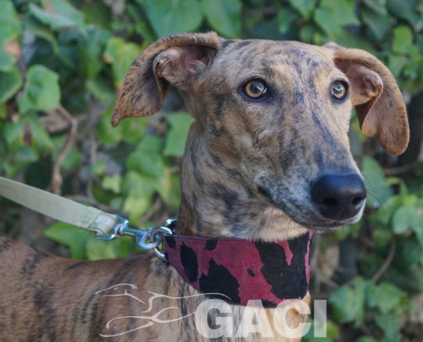 P181004_03 REINA H1 941000022942179 ( CEDIDA) (8)