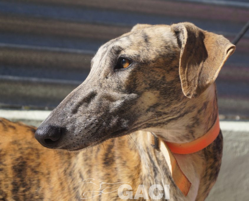 p181025_05 orejas m1,5 941000022236571 ( cedido) (1)