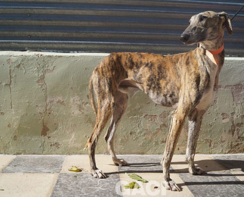 p181025_05 orejas m1,5 941000022236571 ( cedido) (10)