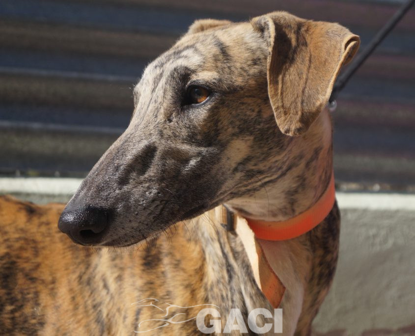 p181025_05 orejas m1,5 941000022236571 ( cedido) (11)