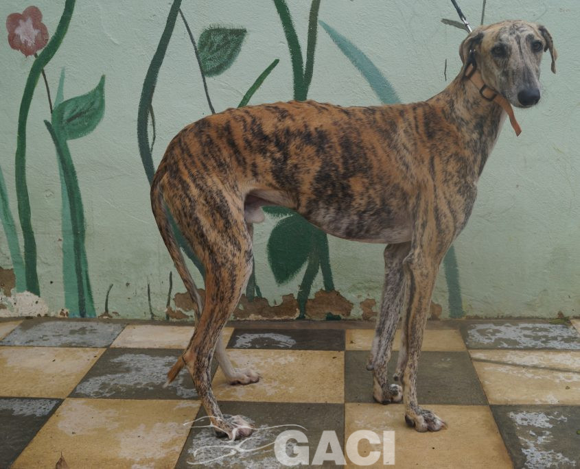 p181025_05 orejas m1,5 941000022236571 ( cedido) (2)