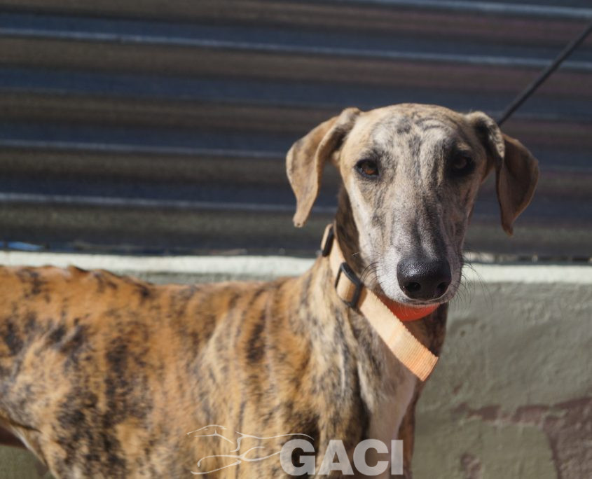 p181025_05 orejas m1,5 941000022236571 ( cedido) (8)