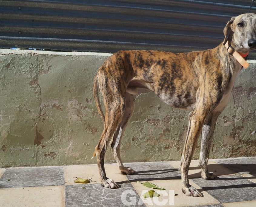 p181025_05 orejas m1,5 941000022236571 ( cedido) (9)