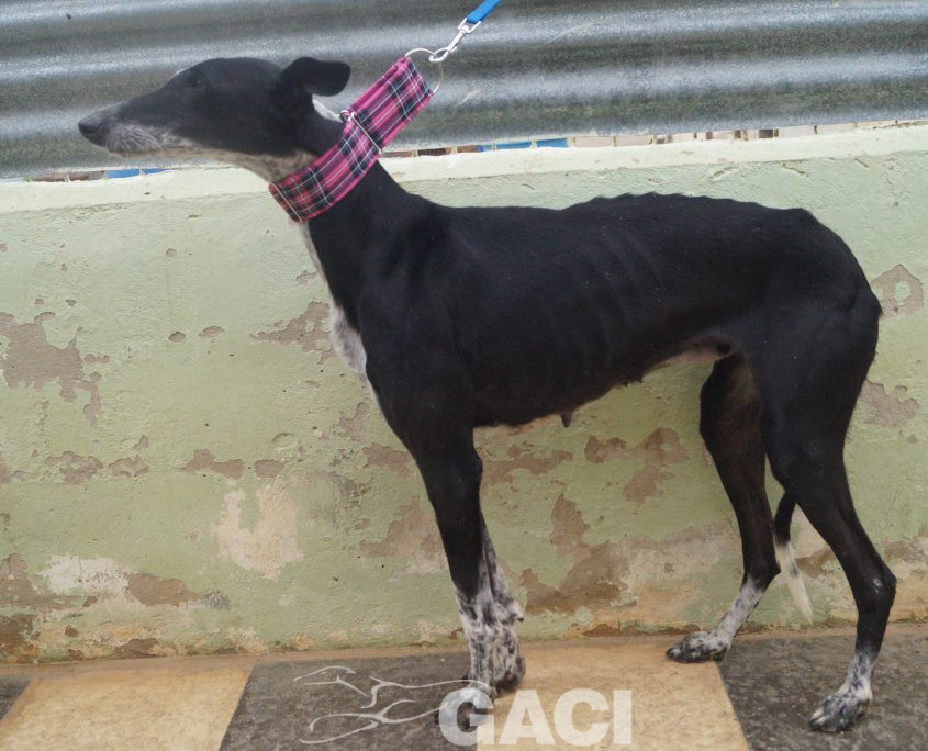 p181212_09 sabrina h7 941000014146797 ( cedida) (1)