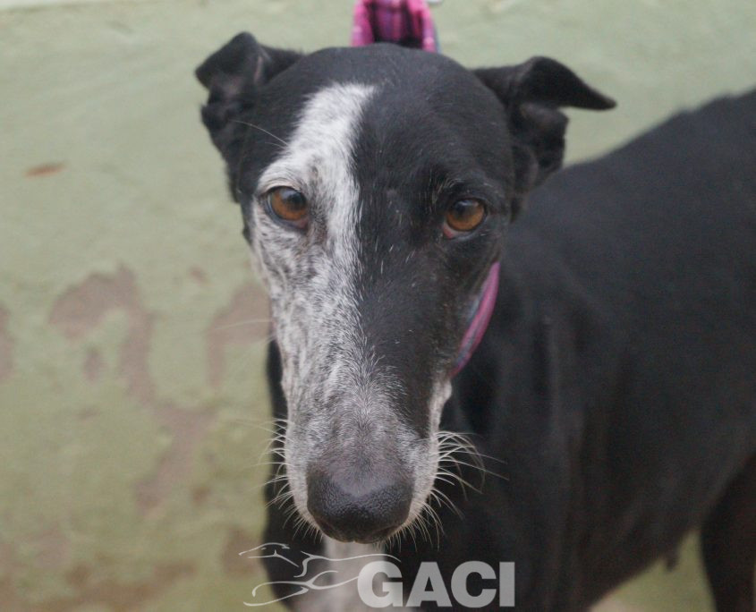 p181212_09 sabrina h7 941000014146797 ( cedida) (2)