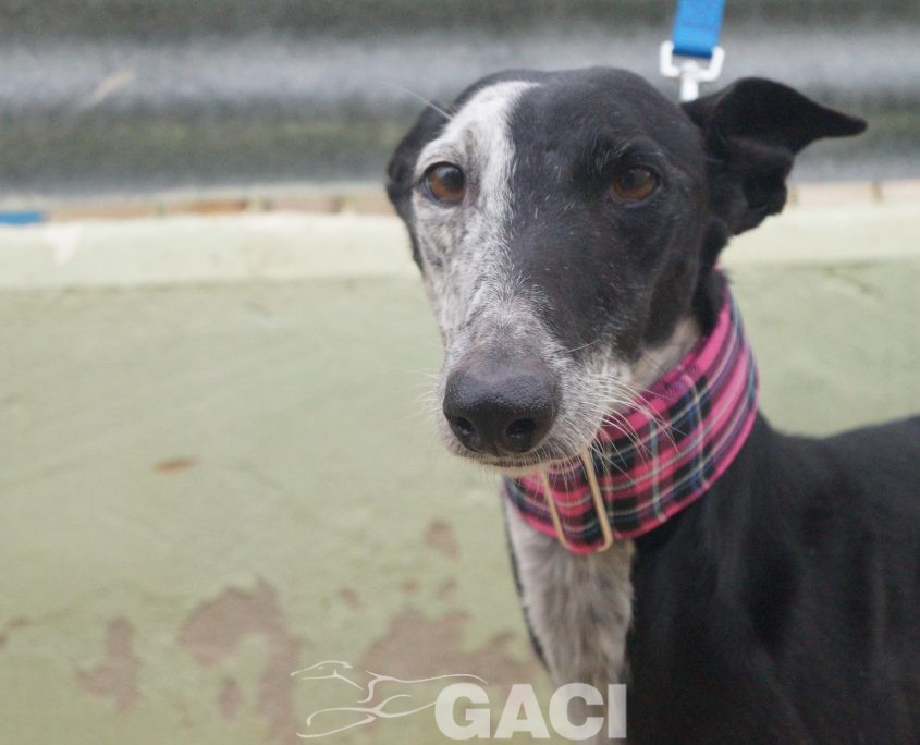 p181212_09 sabrina h7 941000014146797 ( cedida) (3)