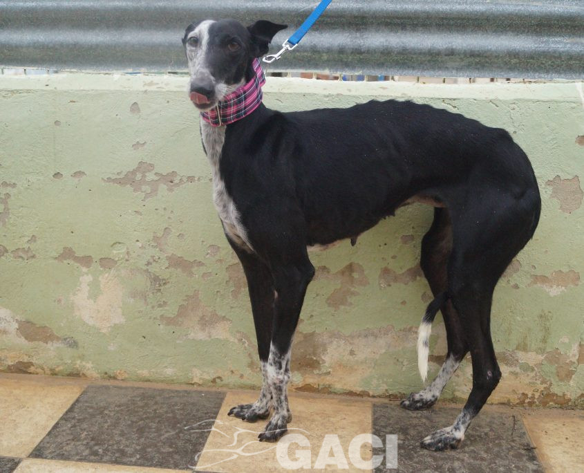 p181212_09 sabrina h7 941000014146797 ( cedida) (4)