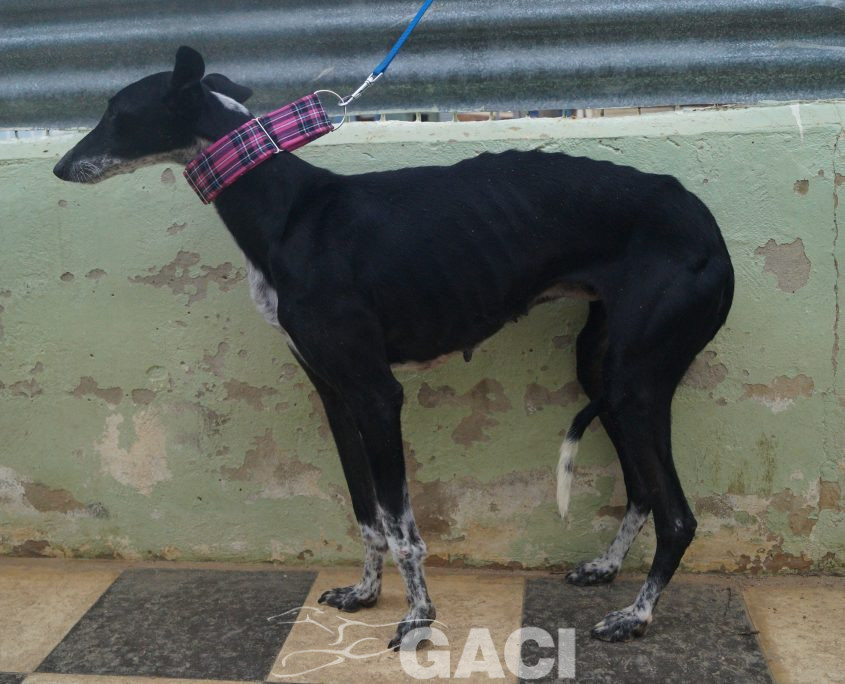 p181212_09 sabrina h7 941000014146797 ( cedida) (5)