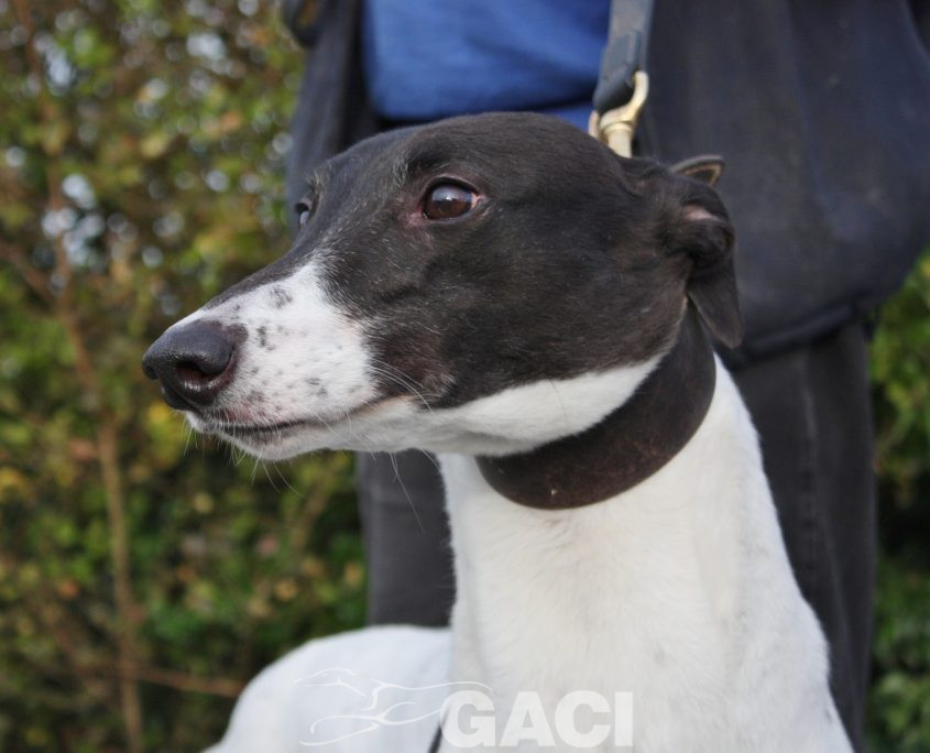 BISCUIT - 01-11-2014 F (1)