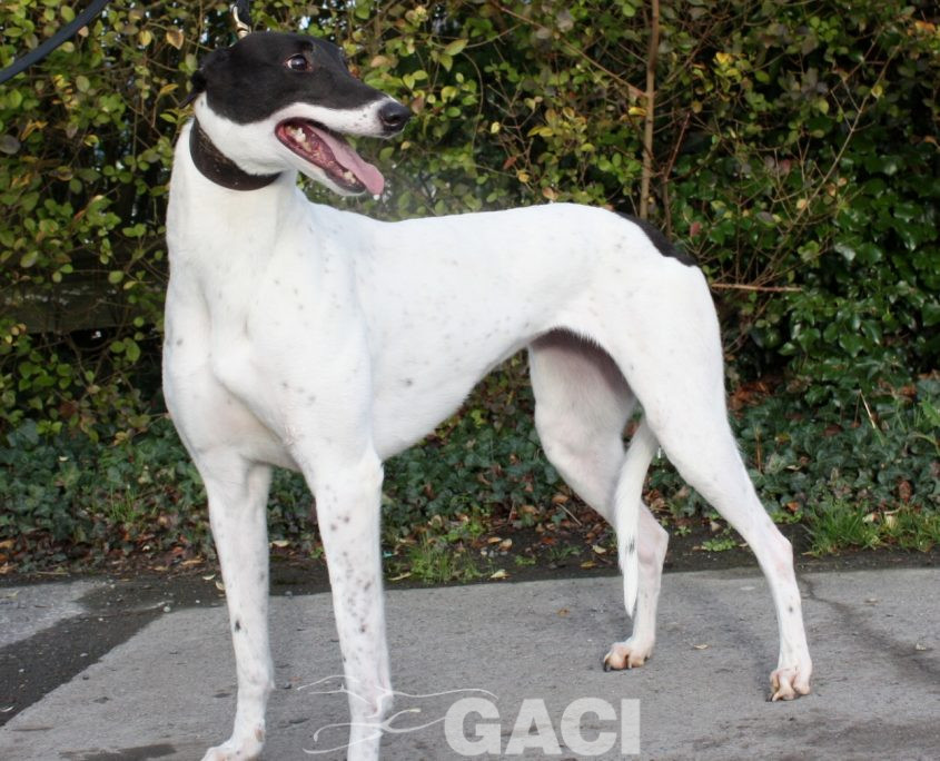 BISCUIT - 01-11-2014 F (2)-1